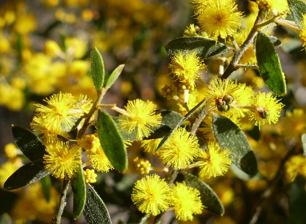 Acacia ixiophylla, sticky-leaved wattle, Miles, Qld, yellow