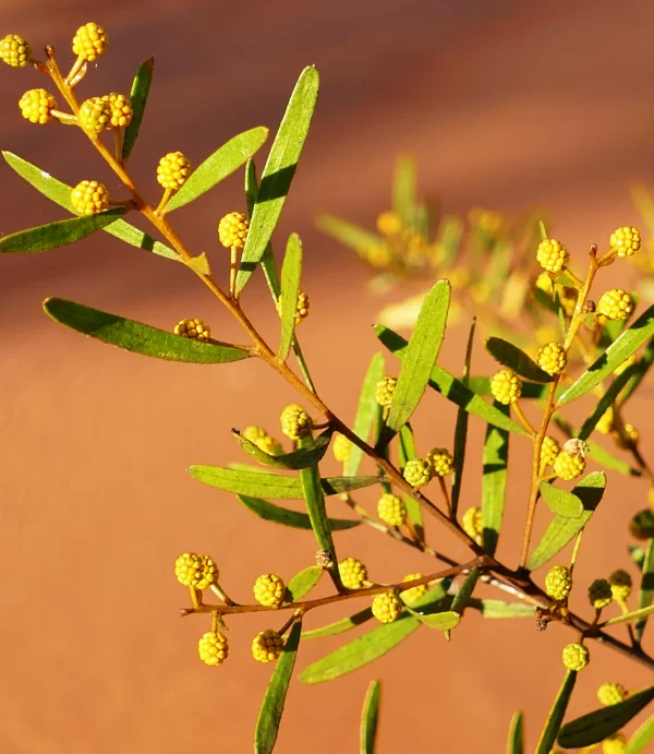Acacia ixodes, Charleville