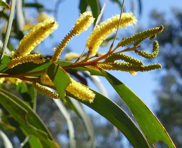 Acacia leiocalyx, black wattle, Miles