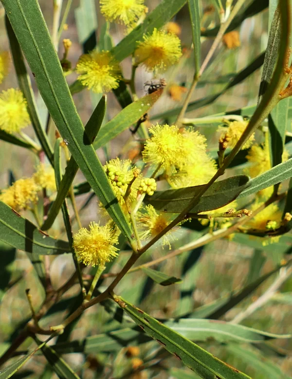Acacia neriifolia, oleander wattle, Miles
