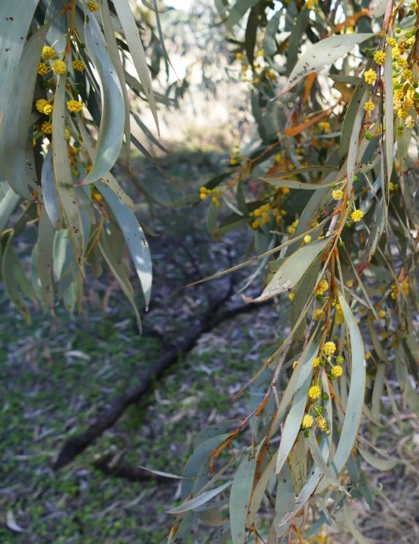 Acacia pendula, Weeping myall, Roma