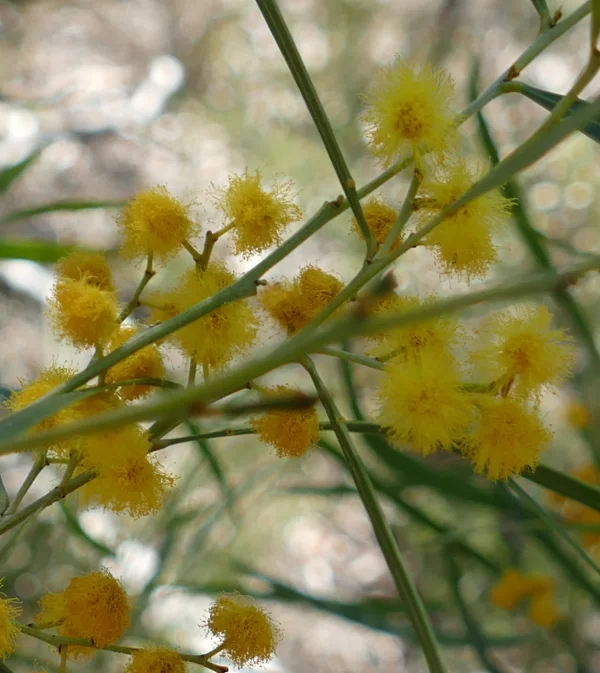 Acacia rigens, needle wattle, Miles