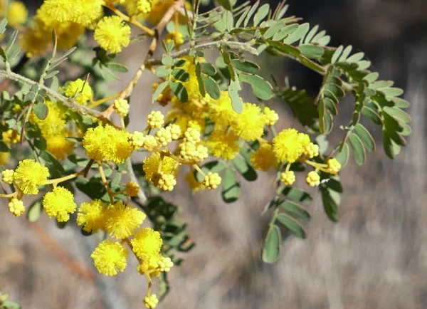 Acacia spectabilis, Miles