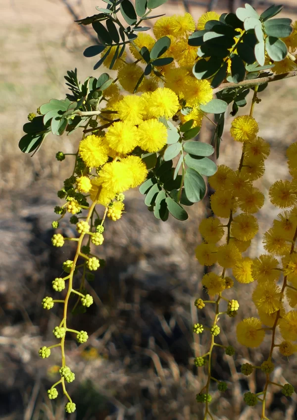 Acacia spectabilis, Miles