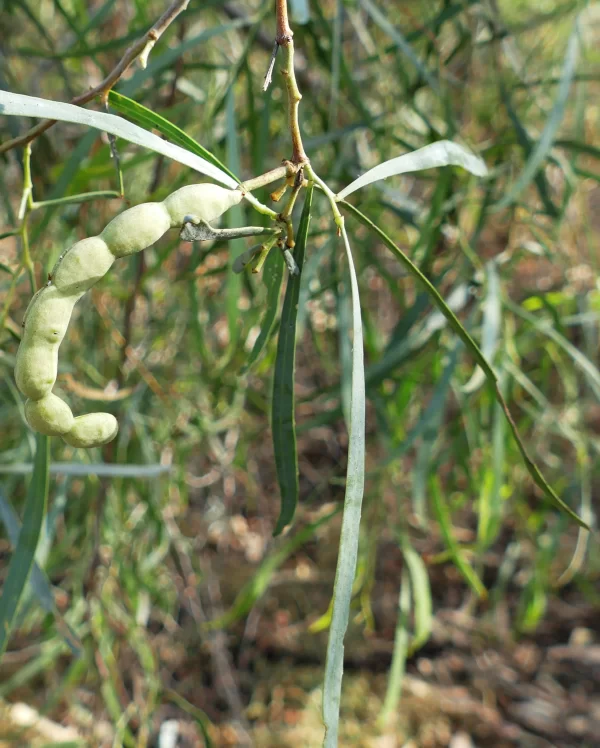 Acacia stenophylla, belalie, Windorah