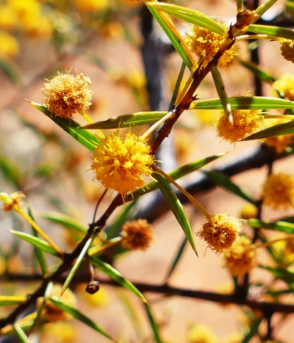 Acacia tetragonophylla, dead finish, Charleville