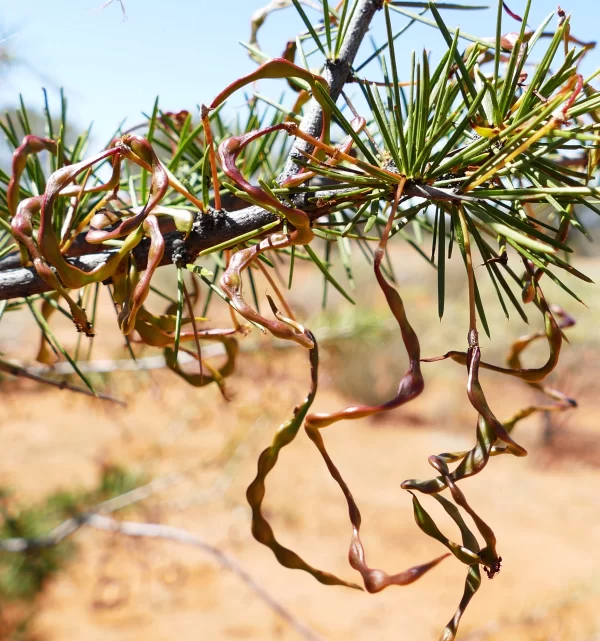 Acacia tetragonophylla, dead finish, Charleville
