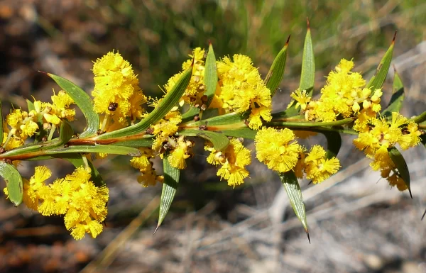 Acacia triptera, spurwing wattle, Miles