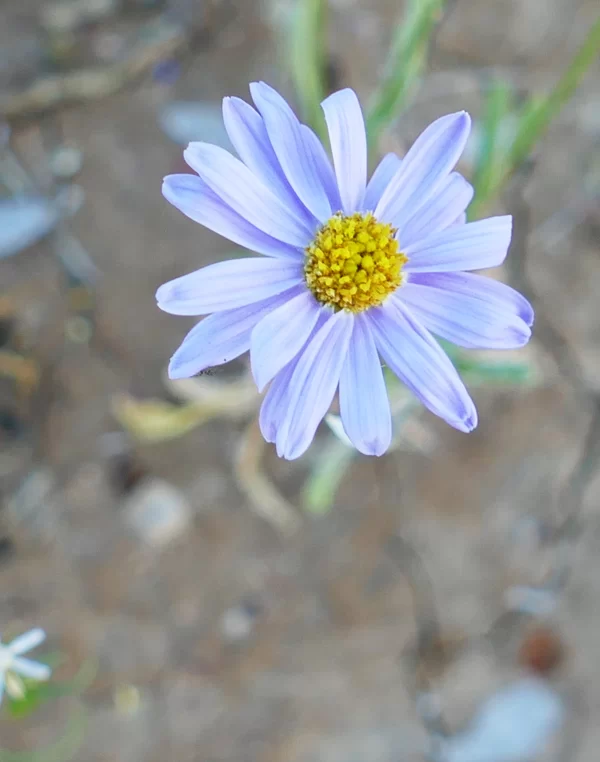 Brachyscome ciliaris, Cunnamulla