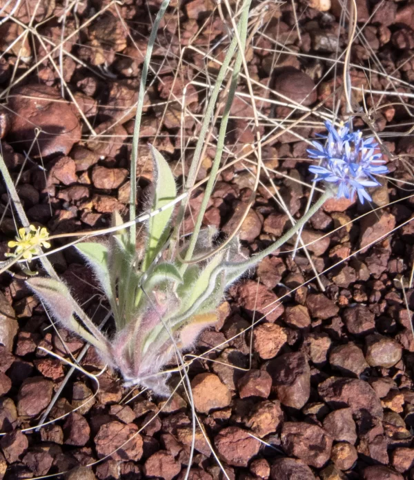 Brunonia australis, blue pincushion, Bowra Wildlife Sanctuary, Cunnamulla