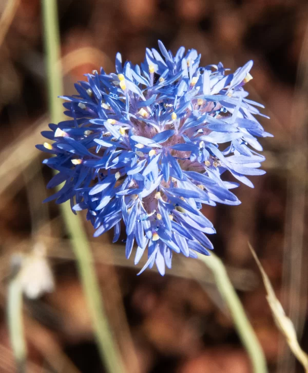 Brunonia australis, blue pincushion, Bowra Wildlife Sanctuary, Cunnamulla