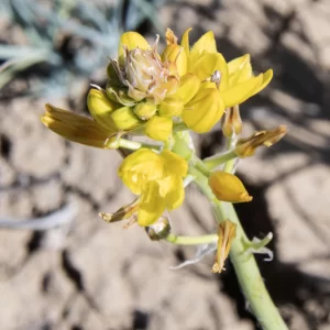 Bulbine alata, native leek, Innamincka Road