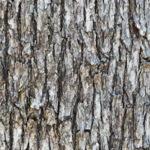 Cadellia pentastylis, Ooline tree, Tregole NP, Morven