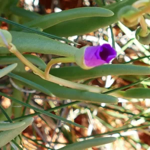 Calandrinia balonensis, Thargomindah