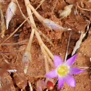Calandrinia ptychosperma, creeping parakeelya, Bowra Wildlife Sanctuary, Cunnamulla