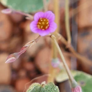 Calandrinia pumila, Bowra Wildlife Sanctuary, Cunnamulla