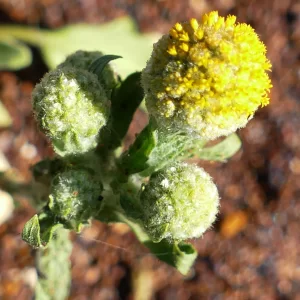 Calocephalus knappii, Paddabilla bore, Eulo, Qld