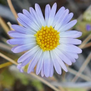 Calotis cuneifolia, purple burr daisy, Bowra Wildlife Sanctuary, Cunnamulla