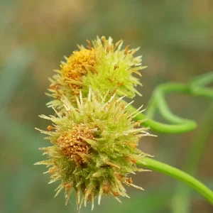 Calotis erinacea, tangled burr-daisy, St George