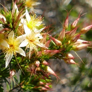 Calytrix gurulmundensis, Miles