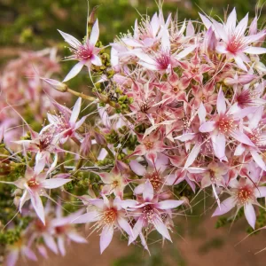Calytrix longiflora, pink fringe myrtle, St George