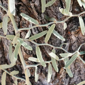 Capparis lasiantha, nipan, Tregole NP, Morven