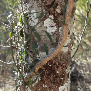 Capparis mitchellii, bumble tree, Tregole NP, Morven