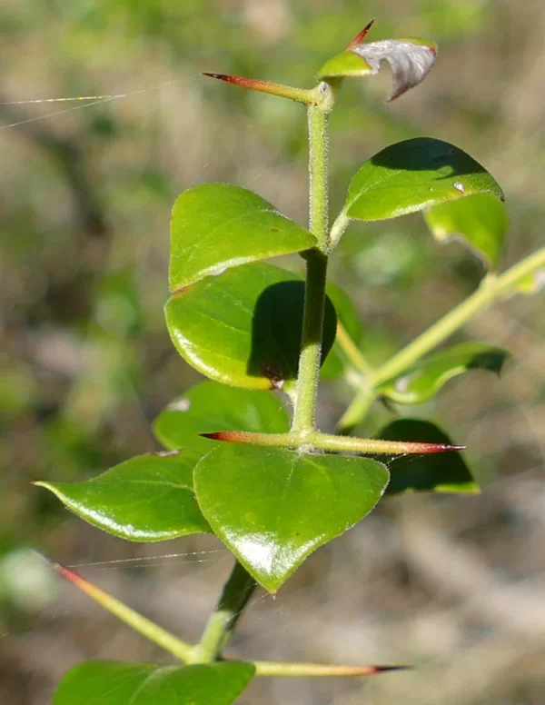 Carissa ovata, currant bush, Tregole NP, Morven
