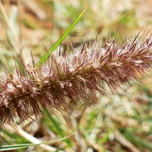 Cenchrus ciliaris, buffelgrass, 99, Bowra Wildlife Sanctuary, Cunnamulla