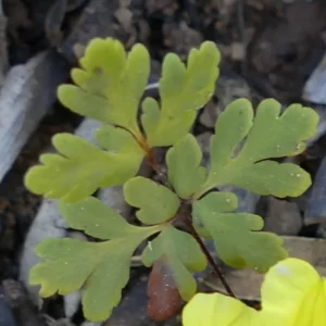 Cheilanthes sieberi ssp. sieberi, poison rock fern, Miles