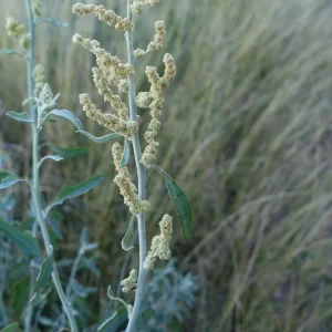 Chenopodium auricomum, Qld bluebush, Thargomindah