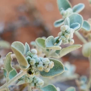 Chenopodium desertorum ssp. anidiophyllum, Bowra Wildlife Sanctuary, Cunnamulla