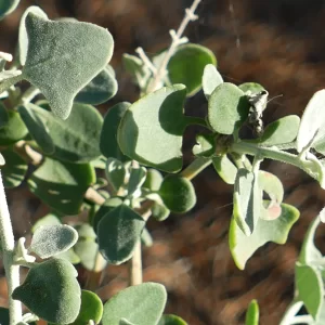 Chenopodium parabolicum, fragrant saltbush, Cunnamulla