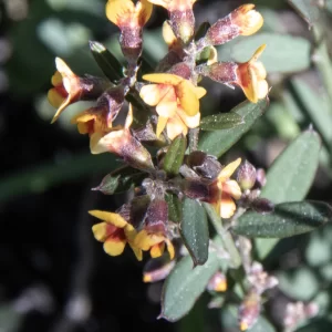 Chorizema parviflorum, eastern flame pea, Miles