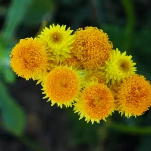Chrysocephalum apiculatum, common everlasting, Miles