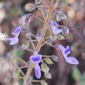 Coleus intraterraneus, Hell Hole Gorge NP, Adavale