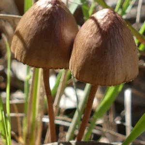 Conocybe tenera, common cone cap, Miles