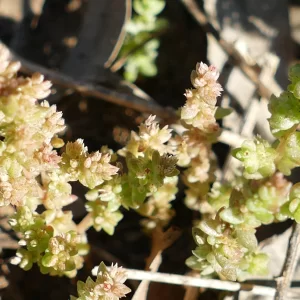 Crassula tetramera, Charleville