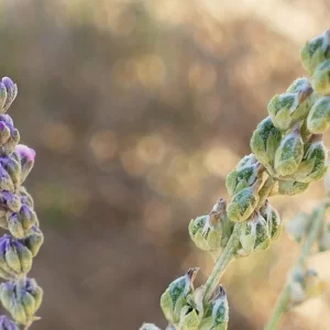 Cullen australasicum, native scurf-pea, Windorah_Quilpie Road
