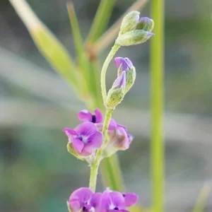 Cullen tenax, touch scurf-pea, Thargomindah
