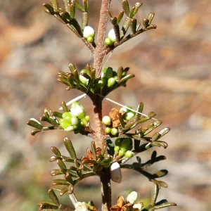 Cyanothamnus bipinnatus, Rock boronia, Miles