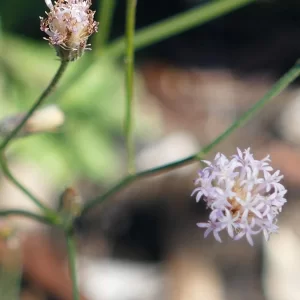 Cyanthillium cinereum, little ironweed, Miles