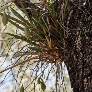 Cymbidium canaliculatum, black orchid, Tregole NP, Morven