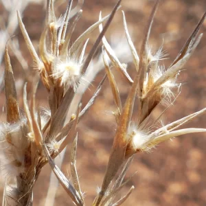 Cymbopogon obtectus, silky heads, Hell Hole Gorge NP, Adavale