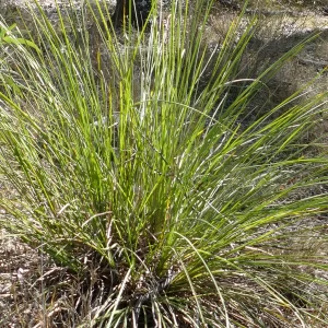 Cyperus difformis, variable sword-sedge, Tregole NP, Morven