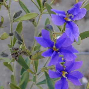 Dampiera adpressa, purple beauty-bush, Miles