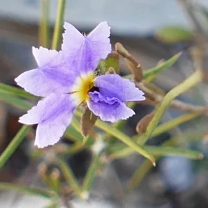 Dampiera stricta, blue Dampiera, Miles