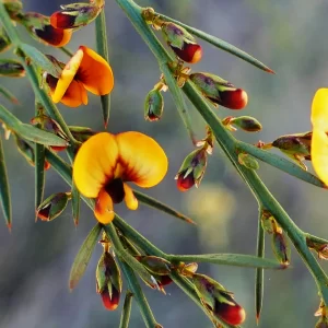Daviesia ulicifolia, Gorse bitter pea, Miles