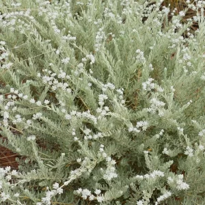 Dicrastylis lewellinii, purple sand sage, St George