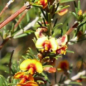 Dillwynia retorta, heathy parrot pea, Miles